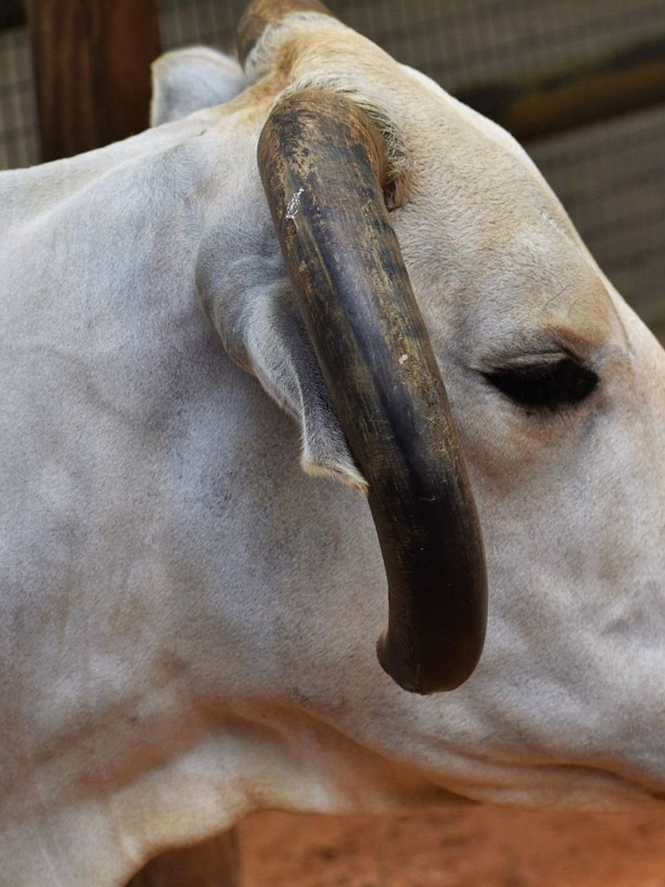 Portrait of the rancher after a long day with the cattle